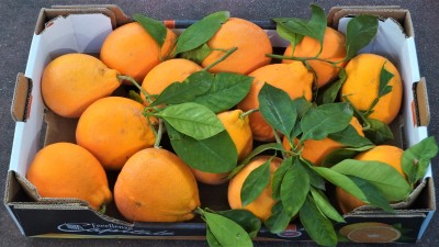 Foto Arance Varietà Tarocco Affgliati Origine Italia Calibro 6 Marchio Eccellenza Capitale 1